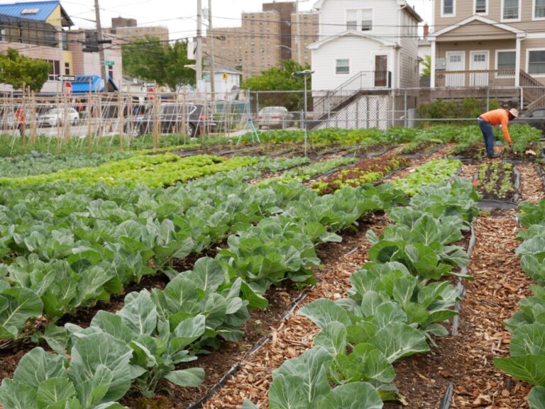 The Wave: Green Teen Program Aims to Train Biggest Cohort of Youth Farmers Yet
